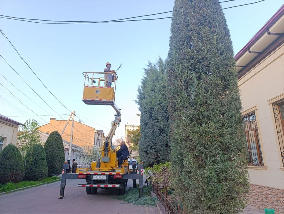 Archa kesish dorilash xizmati