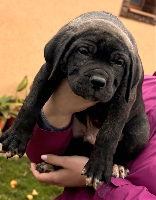 Vand pui de  Cane Corso