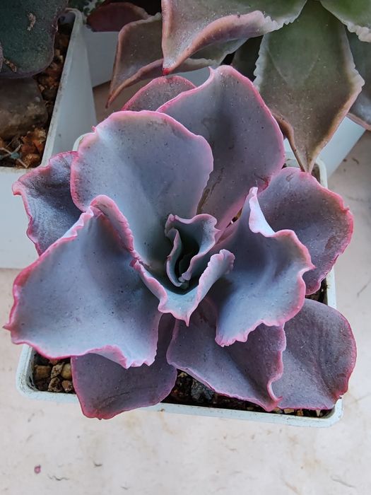 Суккуленты из частной коллекции