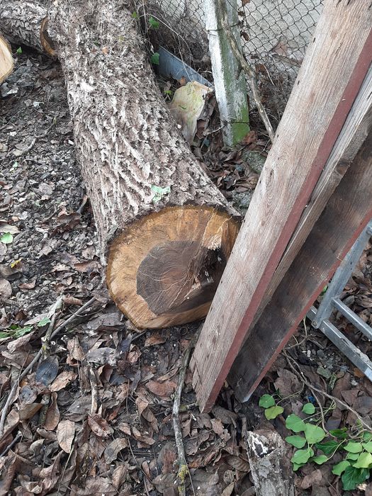 Trunchi de nuc pentru foastănă(blaturi trepte)