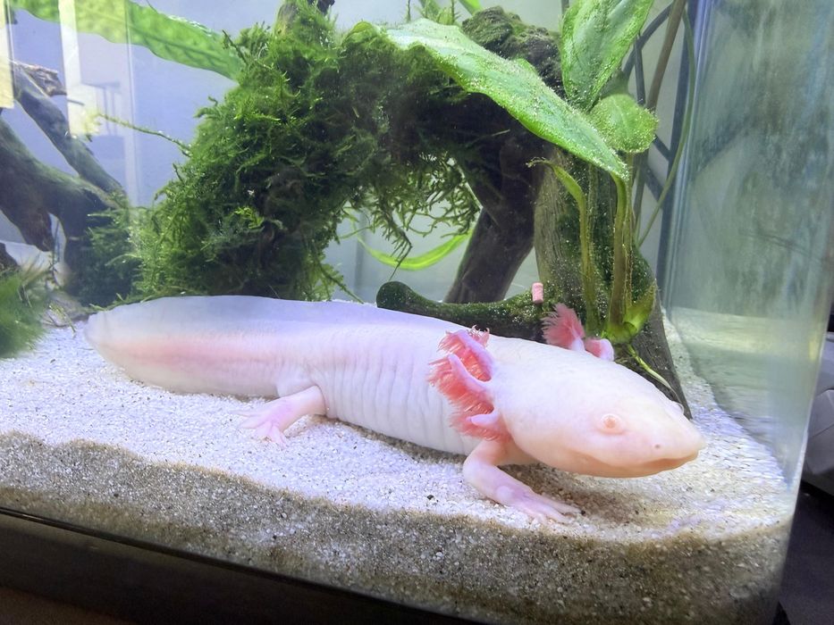 Axolot femela 25 cm