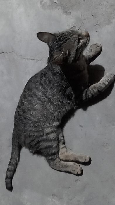 Turli xalqlarning kokraklari