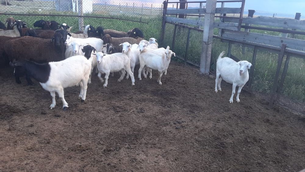 Кой,ешкилер сатылады