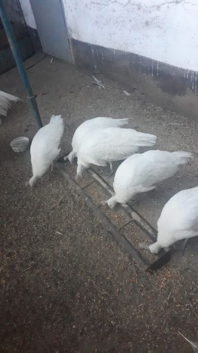 Продам  белых павлинов