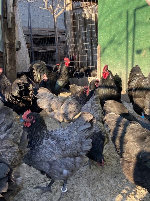 Oua Australorp incubat