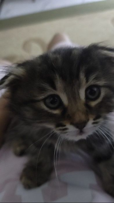 Продается Котёнок Хайленд Фолд