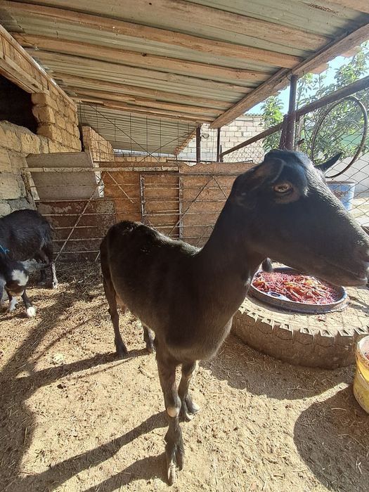Сауын ешки, лактар сатылады