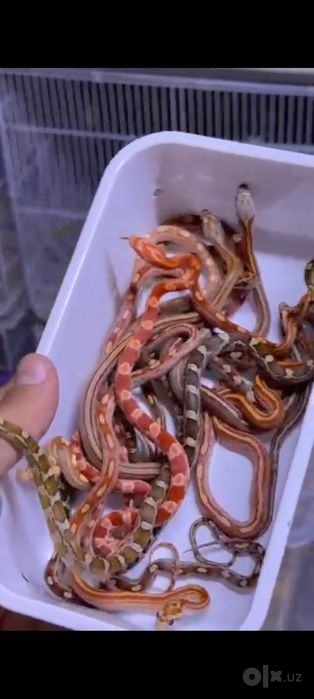 Массовый полоз на продажу