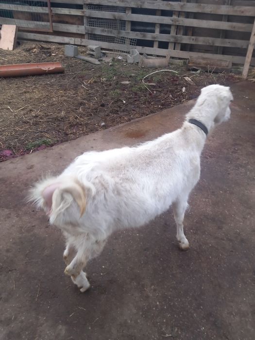 Vind capra alpin și edita zannen