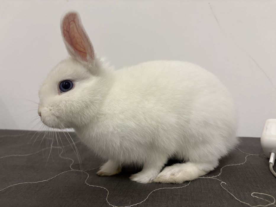 Белый декоративный кролик