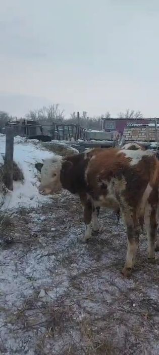 Продам  двух бычков