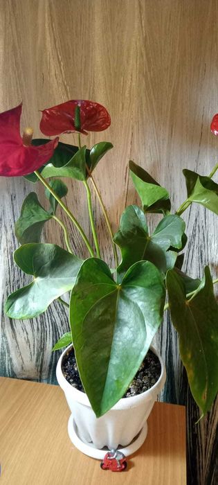 Комнатные цветы антуриум