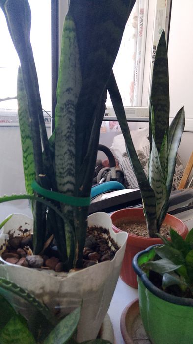 Продаю комнатные растения (цветы)