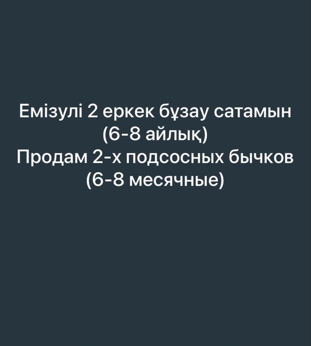 Продам 2-х подсосных бычков