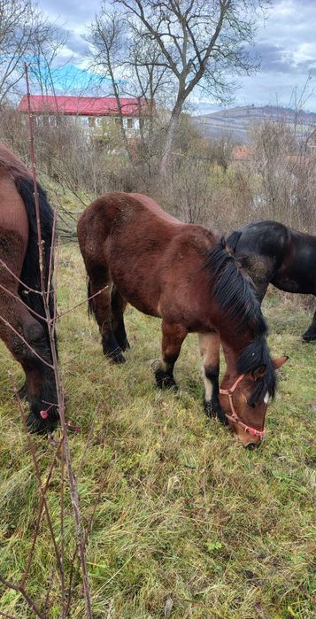 Disponibilila mânza.