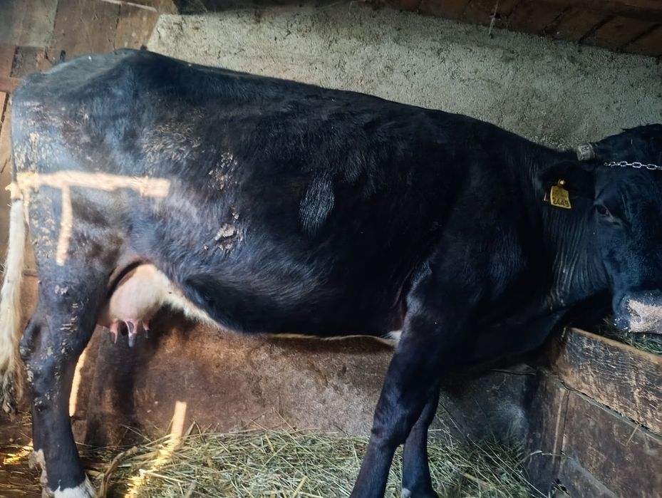 Vând vacă cu vițică