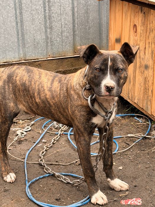 Американский Стаффорд, питбультрер.