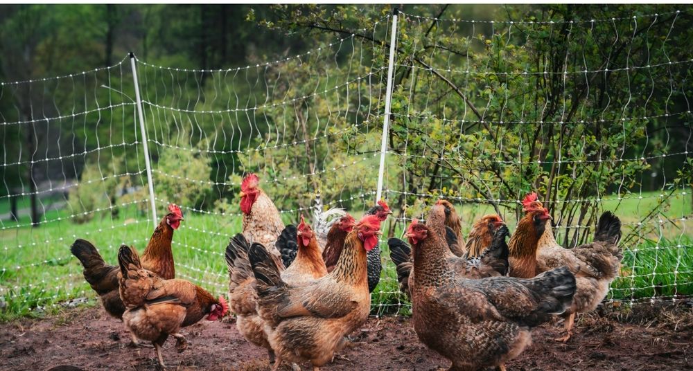 Cocosi si găini de vanzare pentru sacrificat sau prasila 100 roni