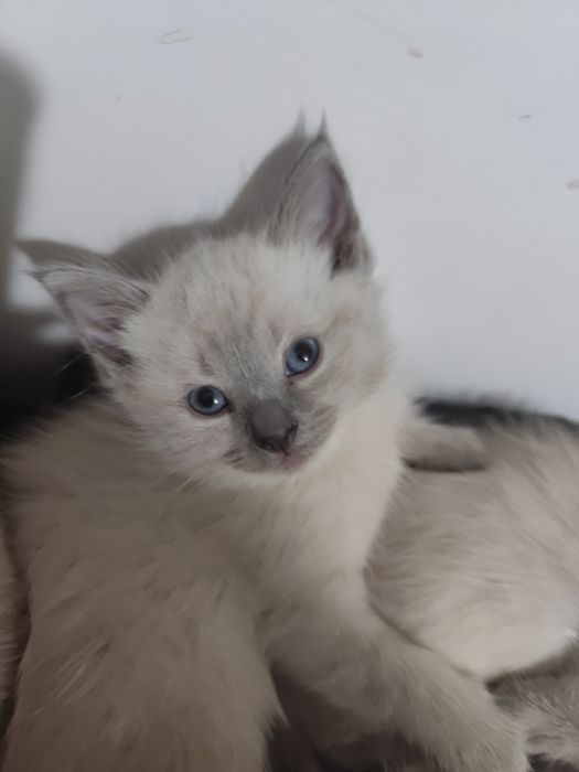 Котята невской маскарадной