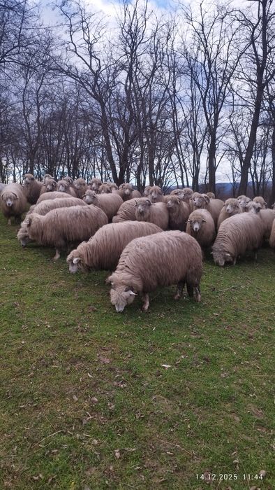 Oi disponibile, bune și bine întreținute .  Oile se află în Botoșana