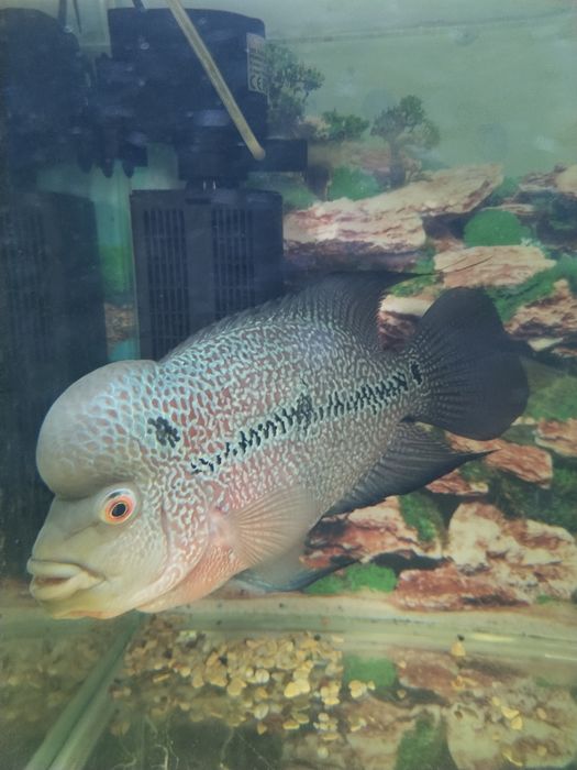 Фловер хорн продам нерестящююся пару