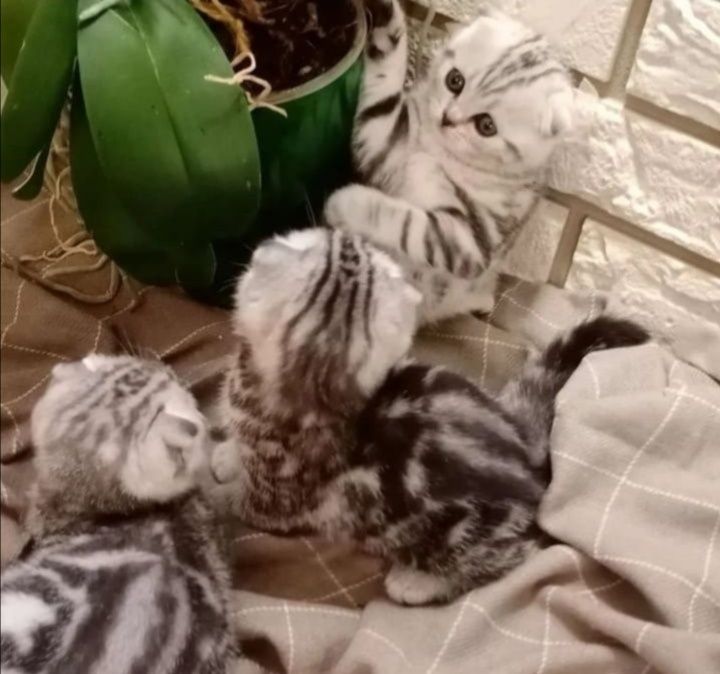 Вязка опытного кота