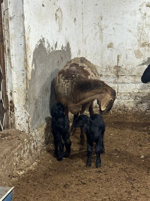Ona bola egzak sotiladi