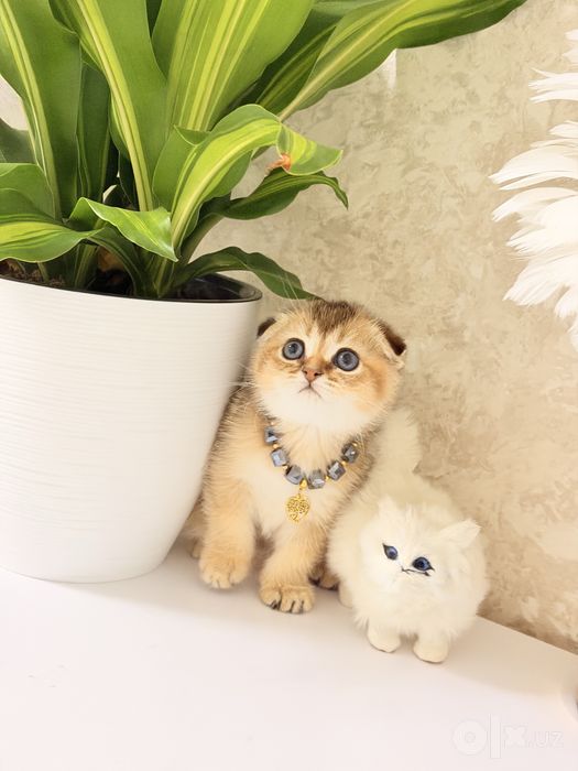 Котята чистокровные