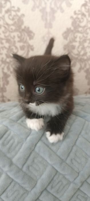 Отдам котят девочек