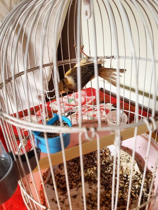 Ок,сарик,коричневый ва бошка рангдаги канарейкалар бор