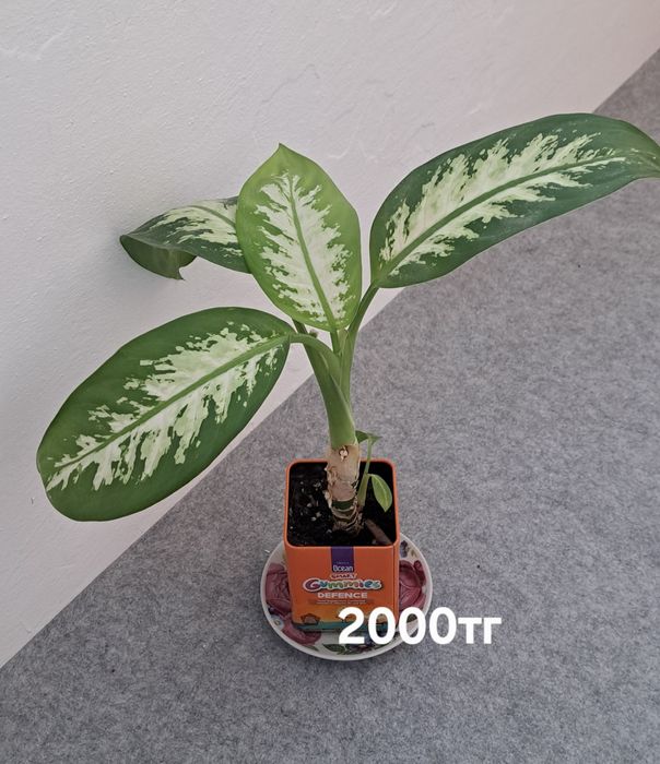 Долларовое , пеларгония, каланхоэ, диффенбахия