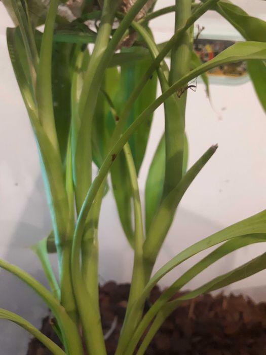 Vand Pui de Calugarita Insecte Mantis Religiosa   50 ron