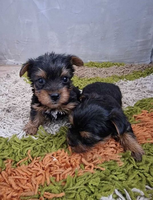 Мини йоркширски териер