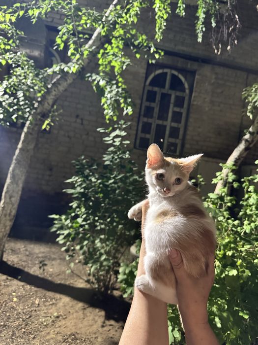 Котенок ищет дом!