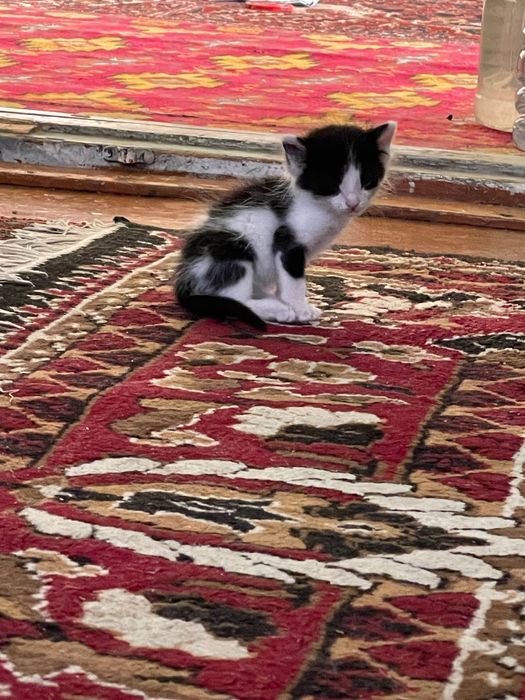 Отдам даром кошки