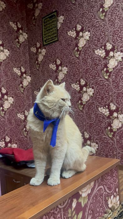 Продам породистых котят Мама:скотиф фолд Папа шотландский скотиш Страй