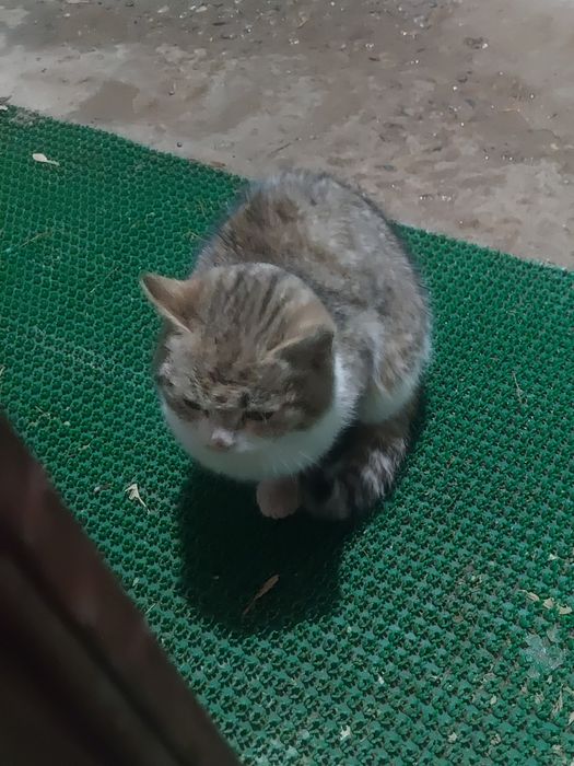 Продается котик самец