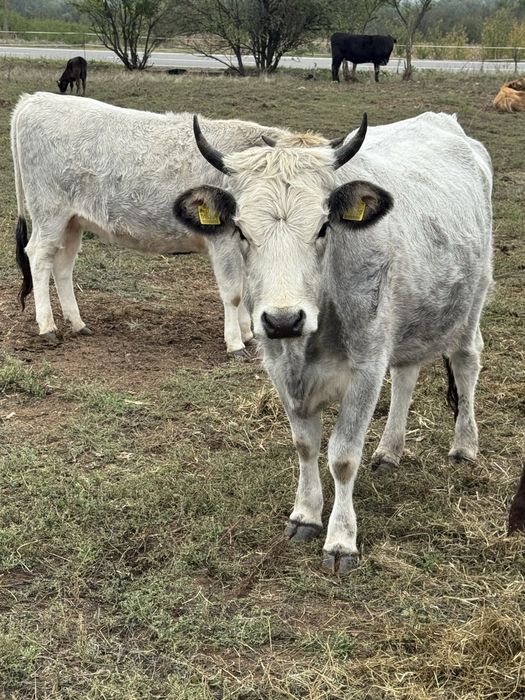 Крави сиво искърско