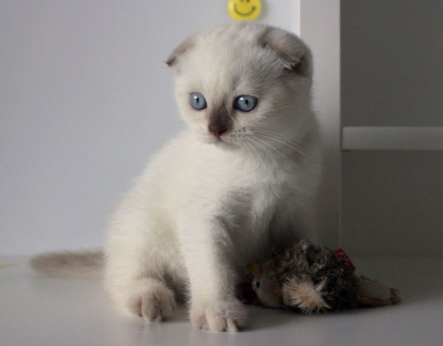 Котятки шотландские фолдики