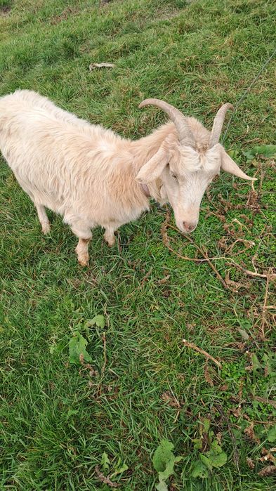 Vând capre în comuna Drăgușeni jud Botoșani