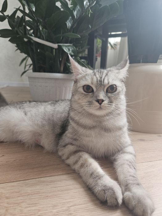 Передежка кошек,котят