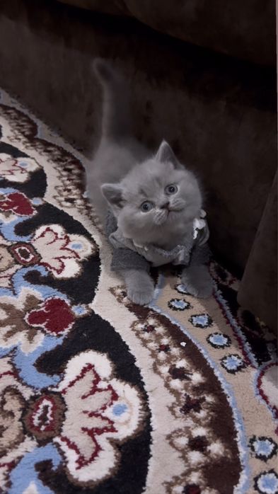 Британский сртайт фолтам бор срочна