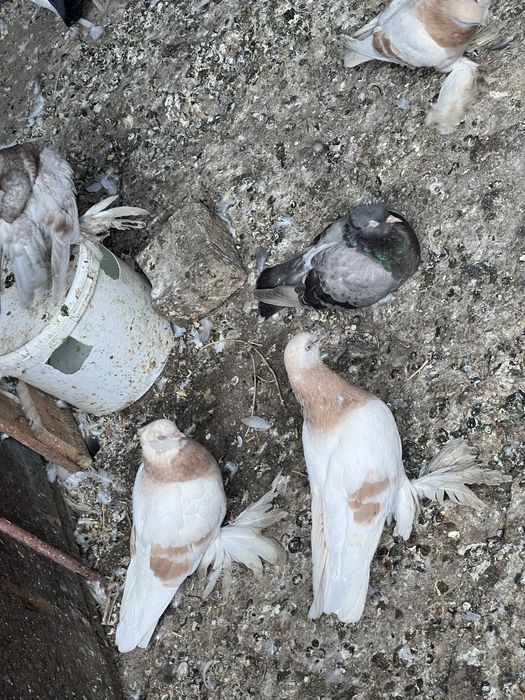 голуби хороший красивые