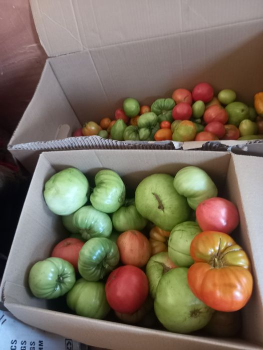 Продам домашние помидоры