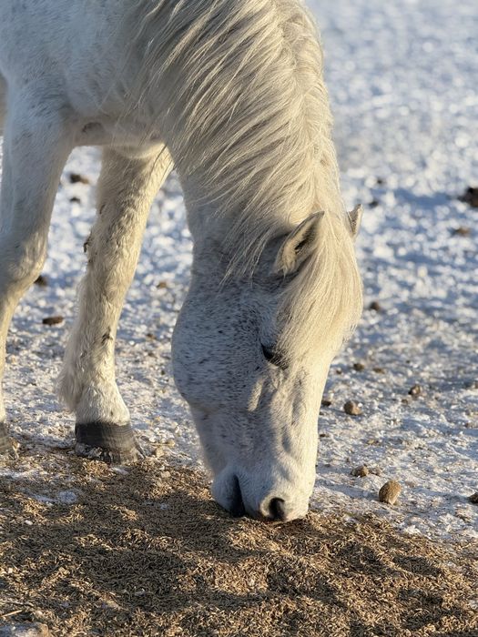 Айғыр (жеребец) 10 жасар