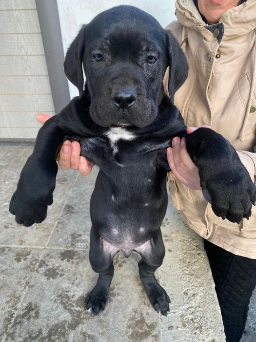 Vând pui Cane Corso mascul