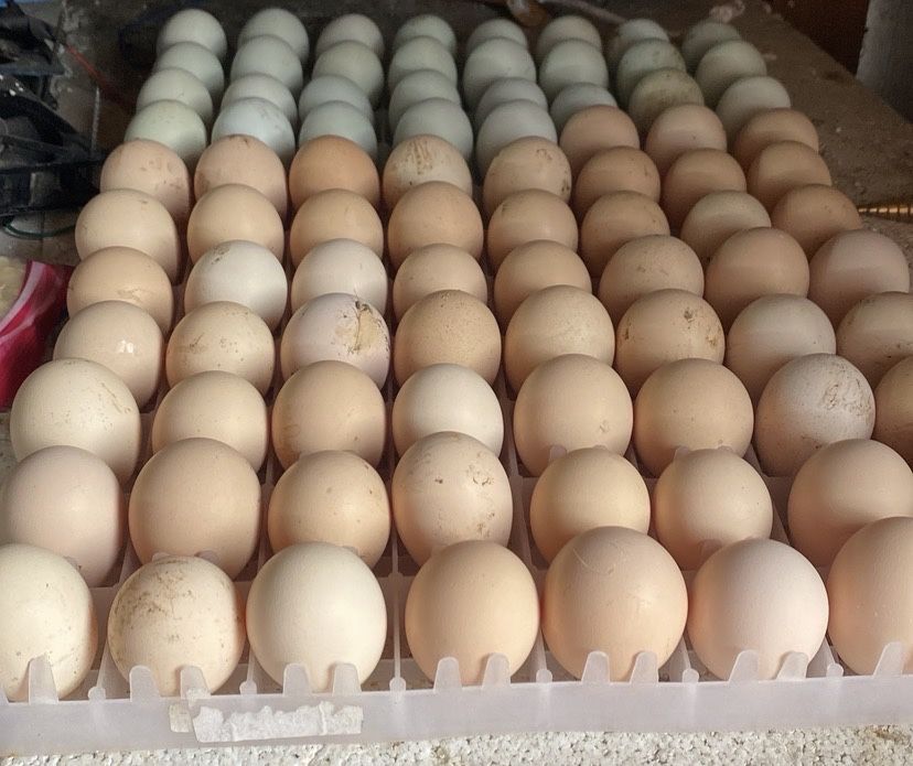 Oua marans ,araucana,australorp,motata olandeza de incubat