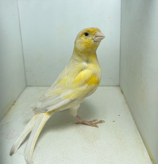 Kanareyka канарейка nar moda