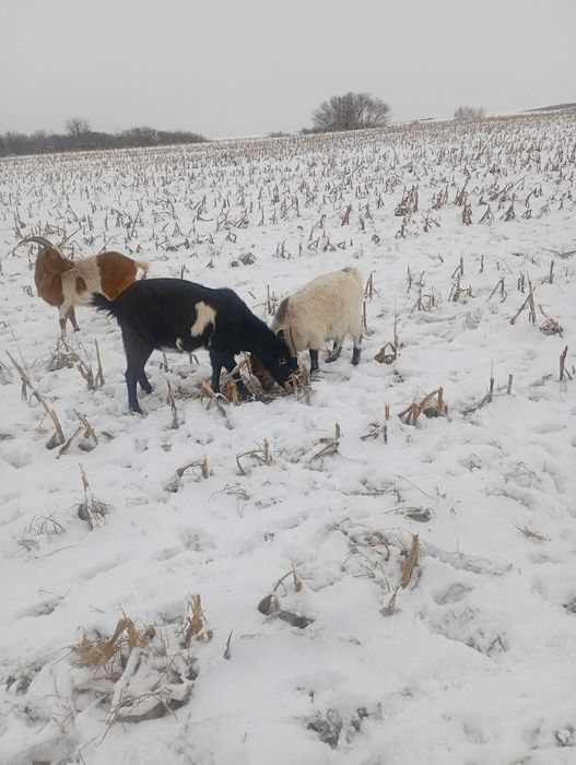 Schimb  sau  vand capre cu oi