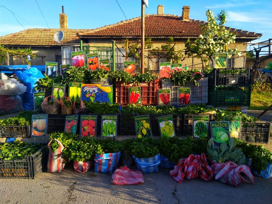 Разсад ранни домати пипер краставици